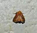Natada lacipea - Hodges#4651.1 - photo 2
