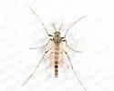 Natarsia baltimoreus