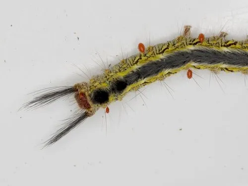 Yellow-headed Anthelid - photo 5