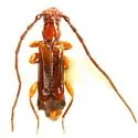 Nathriobrium methioides - photo 2
