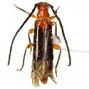Nathriobrium methioides - photo 3