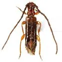 Nathriobrium methioides - photo 4