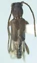 Nathrius brevipennis - Nathrius brevipennis
