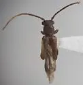 Nathrius brevipennis - photo 2