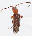 Nathrius brevipennis - photo 3