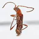 Nathrius brevipennis - photo 4