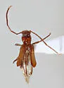 Nathrius brevipennis - photo 5