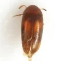 Naucles basalis - Naucles basalis