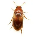 Naucles basalis - photo 3