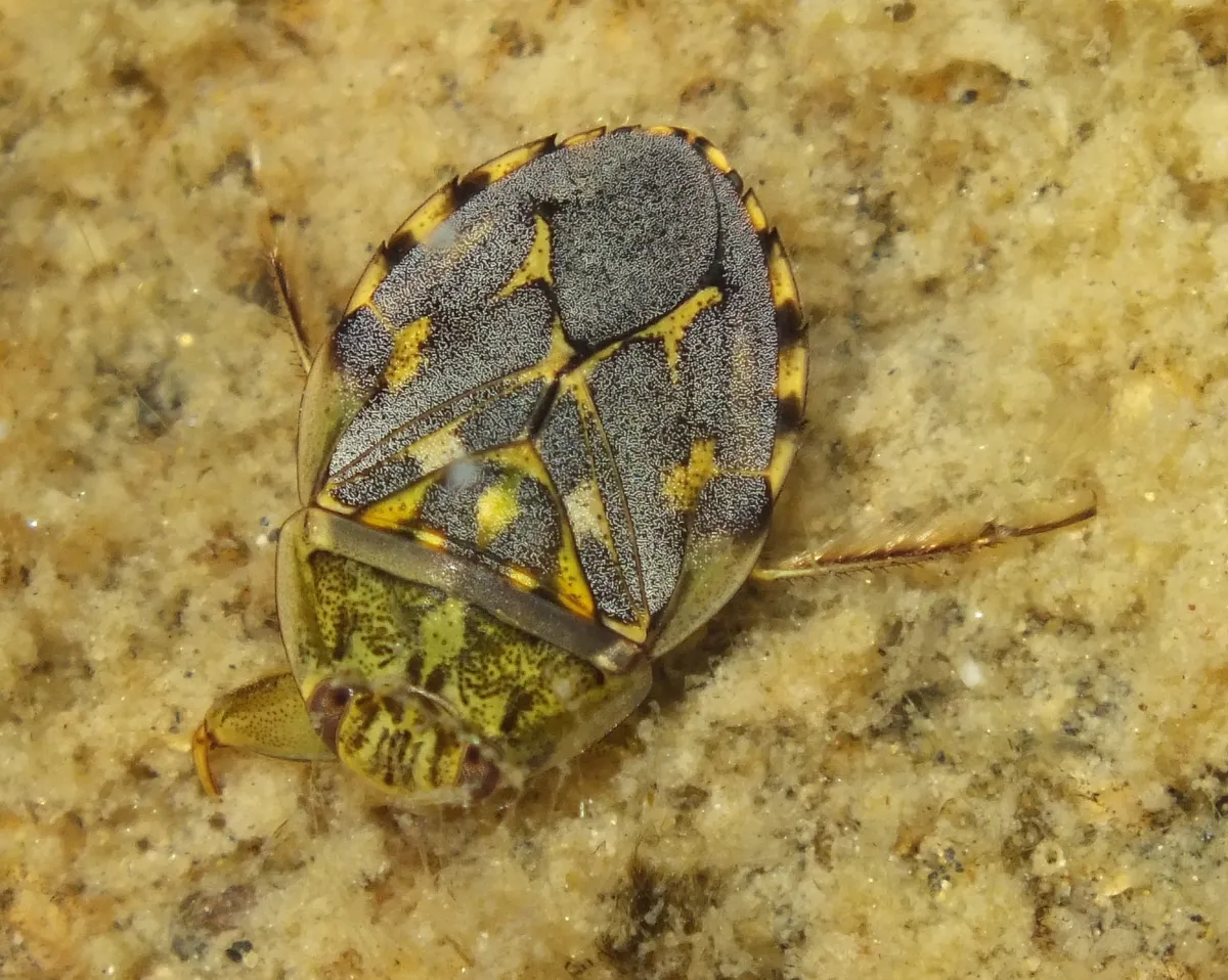 Creeping Water Bugs - photo 2