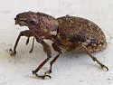 Fuller Rose Beetle - Naupactus cervinus
