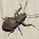 Fuller Rose Beetle - photo 2
