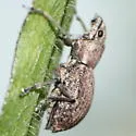 Fuller Rose Beetle - photo 4