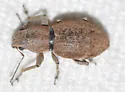 Fuller Rose Beetle - photo 5