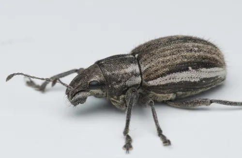 Naupactus leucoloma - photo 2