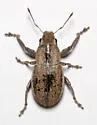 Naupactus peregrinus