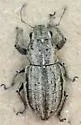 Naupactus peregrinus - photo 2