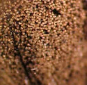Naupactus peregrinus - photo 3