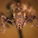 Naupactus peregrinus - photo 4