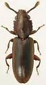 Nausibius clavicornis