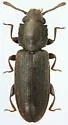 Nausibius major