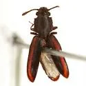 Nausibius major - photo 2