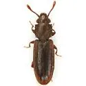 Nausibius major - photo 3