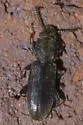 Nausibius major - photo 4