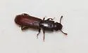 Nausibius repandus