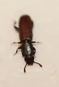 Nausibius repandus - photo 2