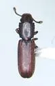Nausibius repandus - photo 4