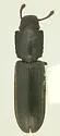 Nausibius salutaris