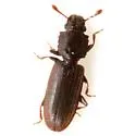 Nausibius undescribed