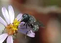 Nausigaster unimaculata