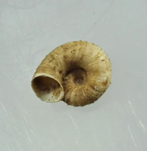 Nautilus Ramshorn