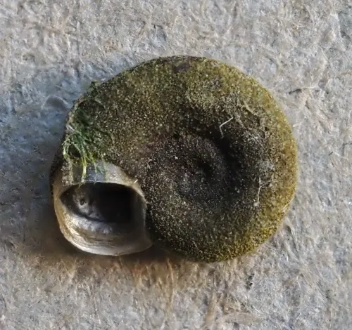 Nautilus Ramshorn - photo 2