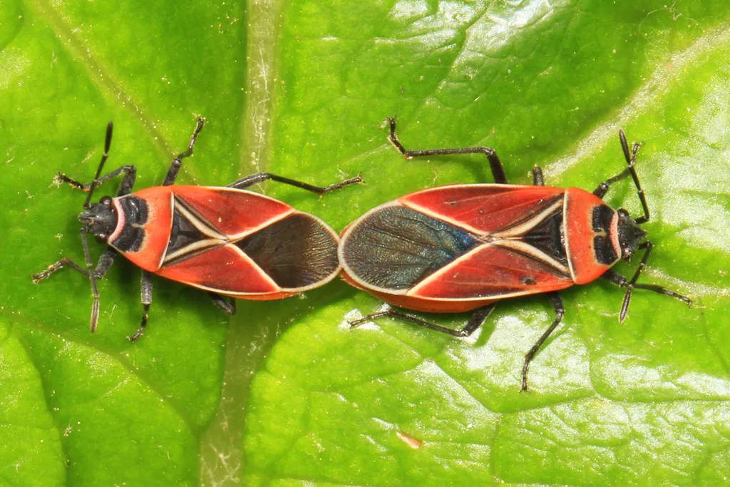 Whitecrossed Seed Bug - photo 2