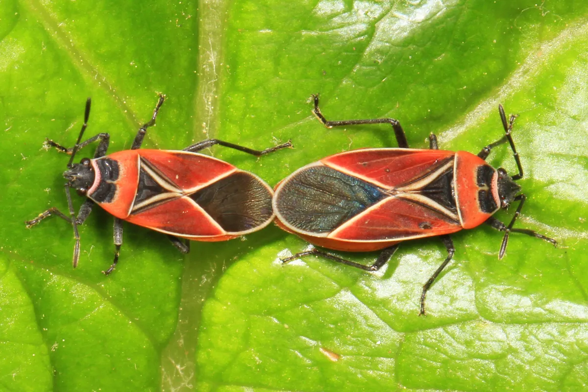 Whitecrossed Seed Bug - photo 3