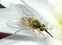 Neacreotrichus diversus - Neacreotrichus diversus