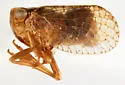 Neaethus bicornis