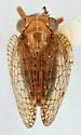 Neaethus bicornis - photo 2