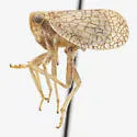 Neaethus fragosus