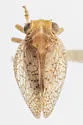 Neaethus fragosus - photo 2