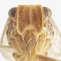 Neaethus fragosus - photo 3