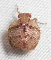 Neaethus grossus - photo 3