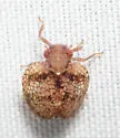 Neaethus grossus - photo 4