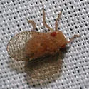 Neaethus jacintiensus