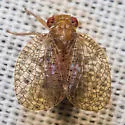Neaethus jacintiensus - photo 2