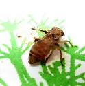 Neaethus maculatus