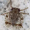 Neaethus maculatus - photo 4
